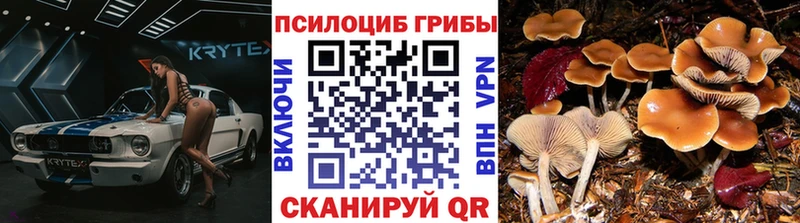 Купить где  Рассказово  Галлюциногенные грибы Cubensis 